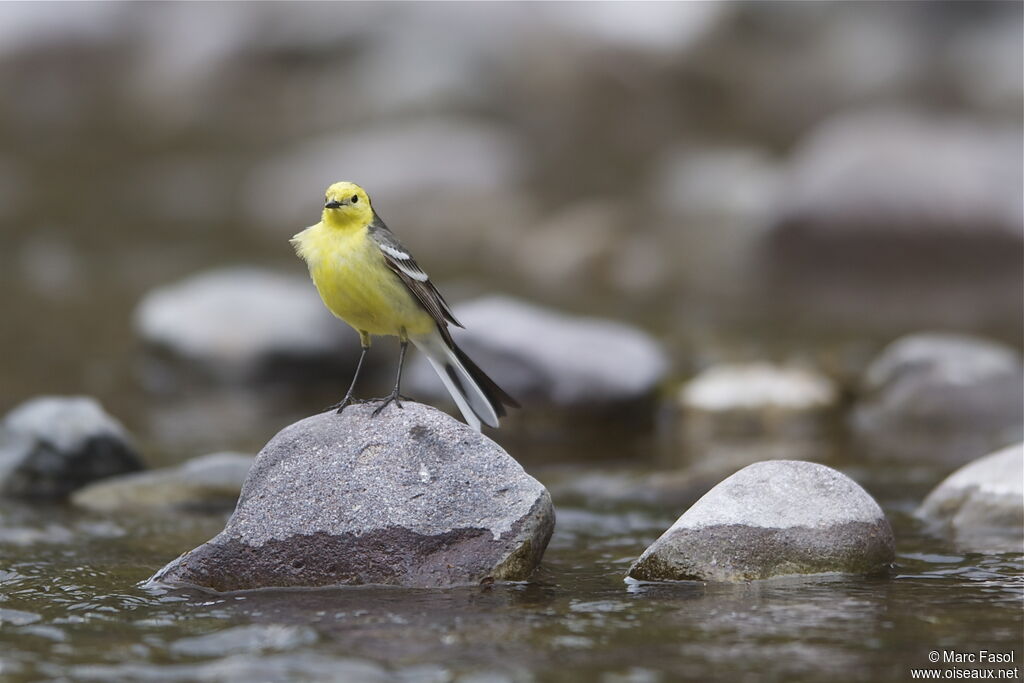 Citrine Wagtail male adult breeding