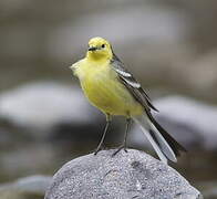 Citrine Wagtail