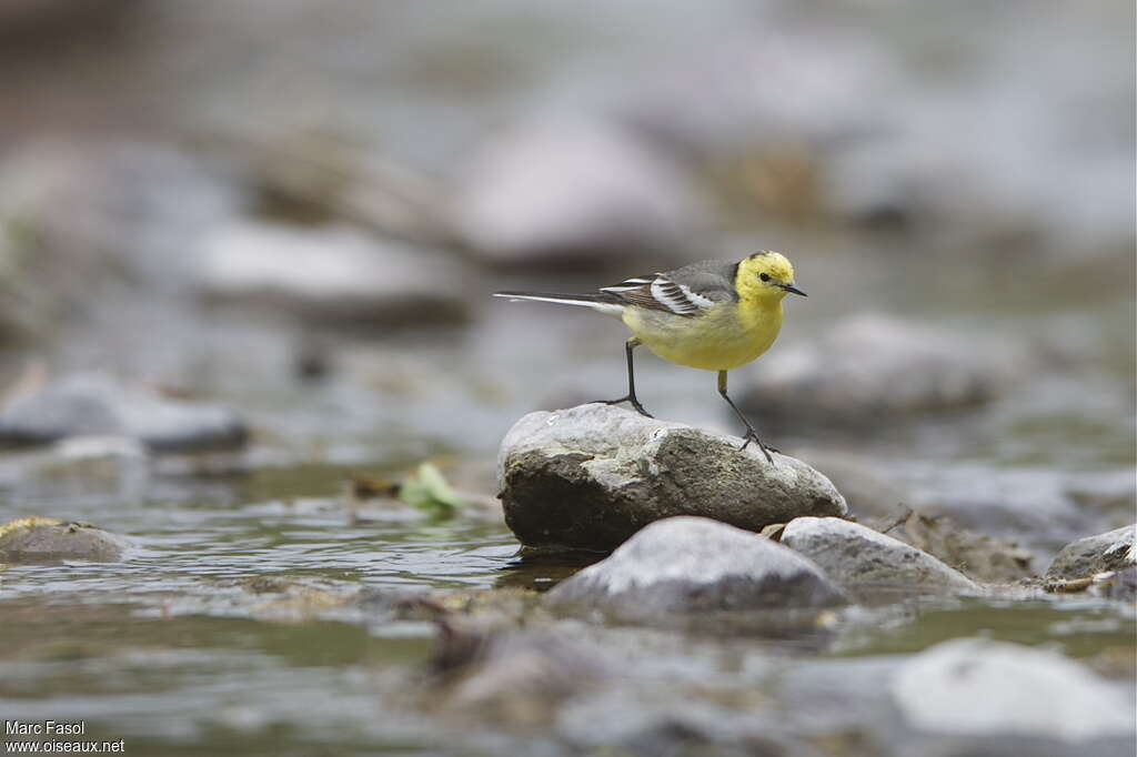 Citrine Wagtail male adult breeding, habitat, Behaviour