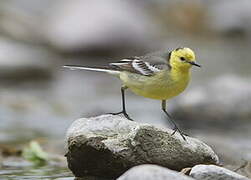 Citrine Wagtail