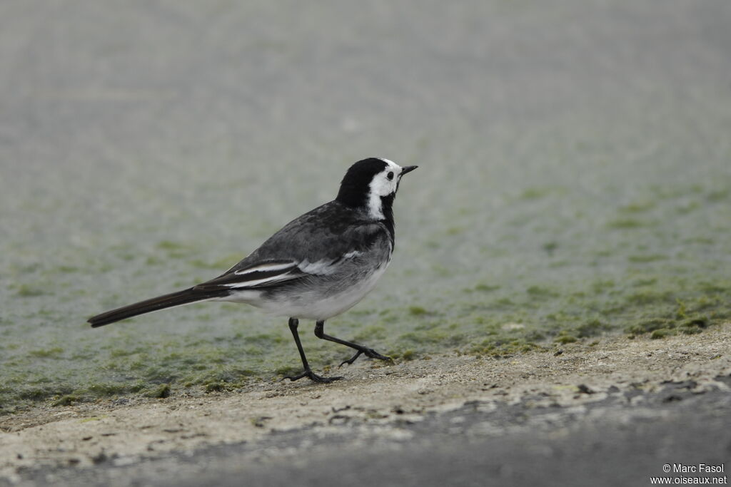 White Wagtail (yarrellii) male adult breeding, identification, Behaviour