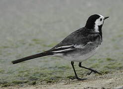 White Wagtail (yarrellii)