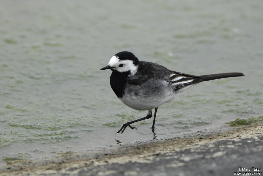 White Wagtail (yarrellii) male adult breeding, identification, Behaviour