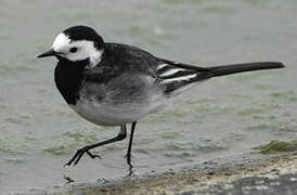 White Wagtail (yarrellii)