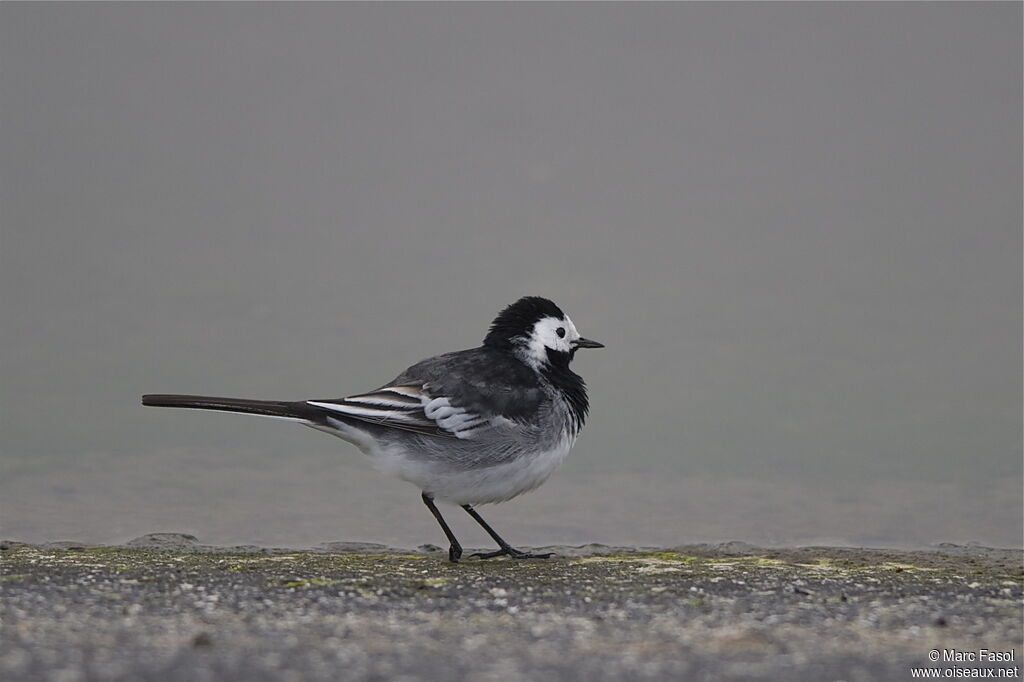 White Wagtail (yarrellii)adult breeding