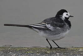 White Wagtail (yarrellii)