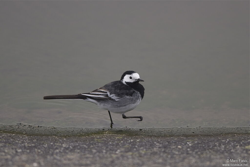 White Wagtail (yarrellii) male adult breeding, identification, Behaviour