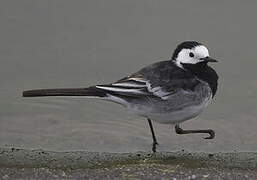 White Wagtail (yarrellii)