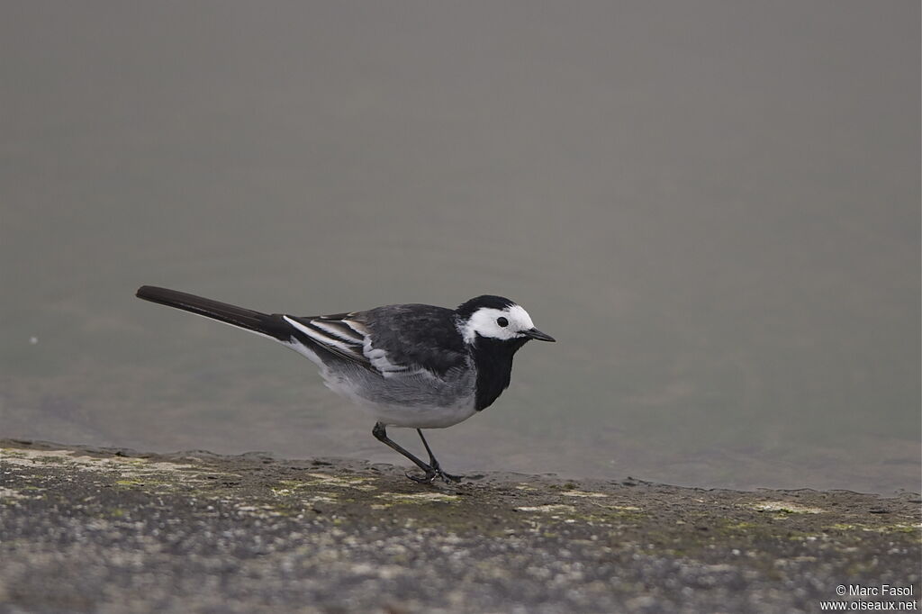 White Wagtail (yarrellii) male adult breeding, identification, Behaviour