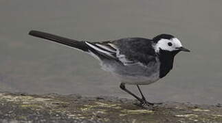 White Wagtail (yarrellii)