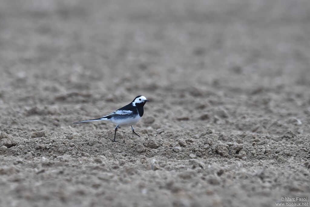 White Wagtail (yarrellii) male adult breeding, identification, feeding habits