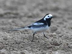 White Wagtail (yarrellii)