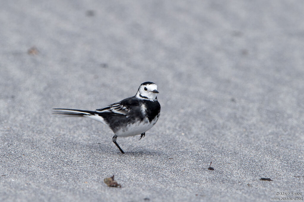 White Wagtail (yarrellii)adult, identification, walking, fishing/hunting