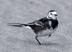 White Wagtail (yarrellii)