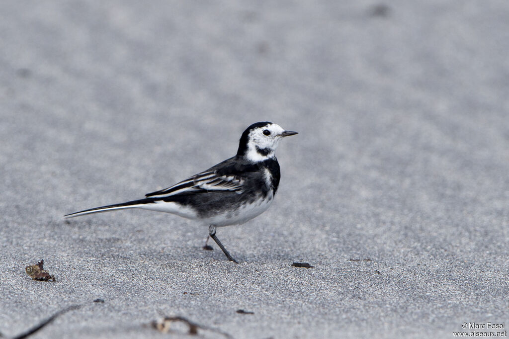 White Wagtail (yarrellii)adult, walking, fishing/hunting