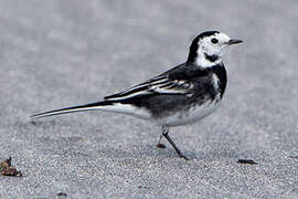 White Wagtail (yarrellii)