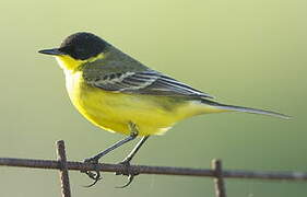 Western Yellow Wagtail (feldegg)