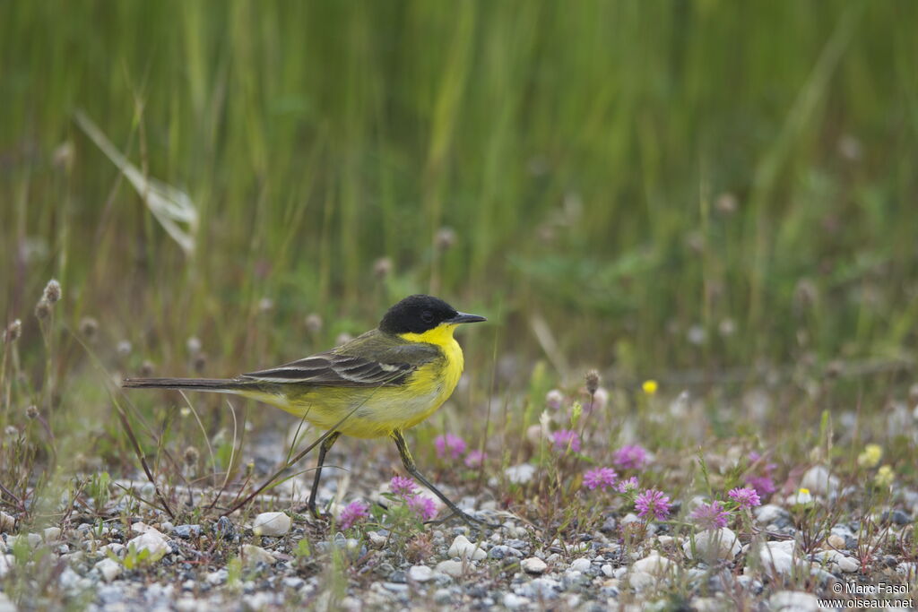 Western Yellow Wagtail (feldegg) male adult breeding, identification