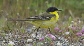 Western Yellow Wagtail (feldegg)