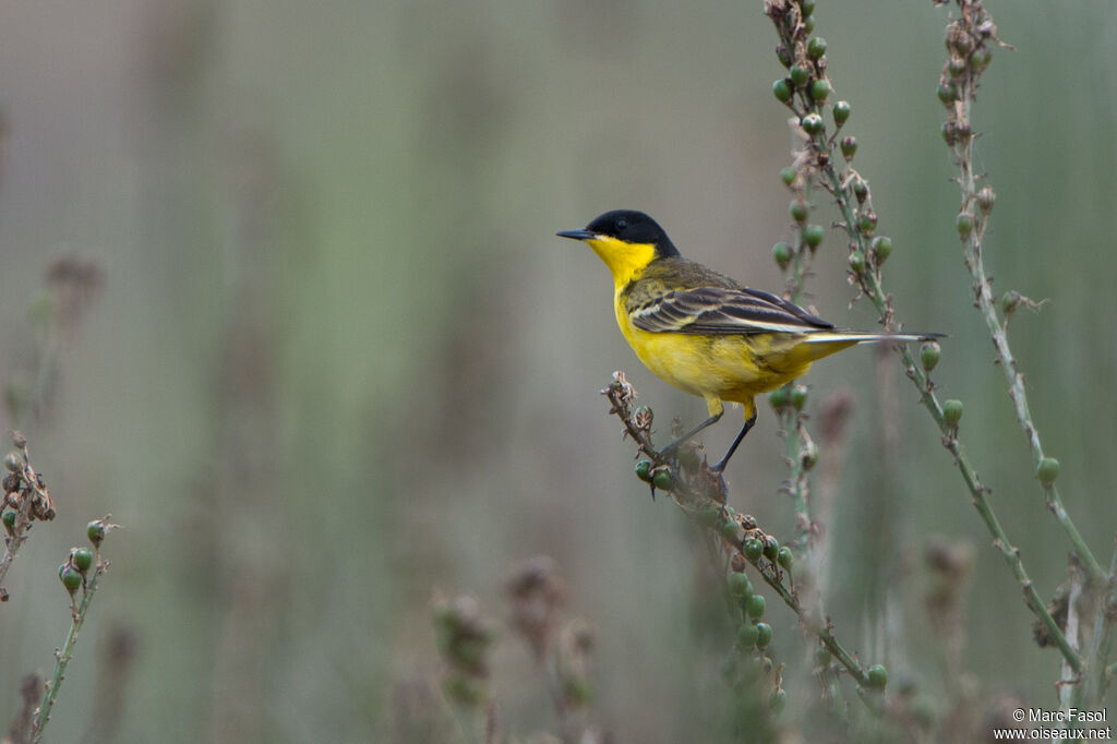 Western Yellow Wagtail (feldegg) male adult, identification