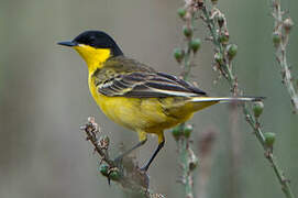 Western Yellow Wagtail (feldegg)