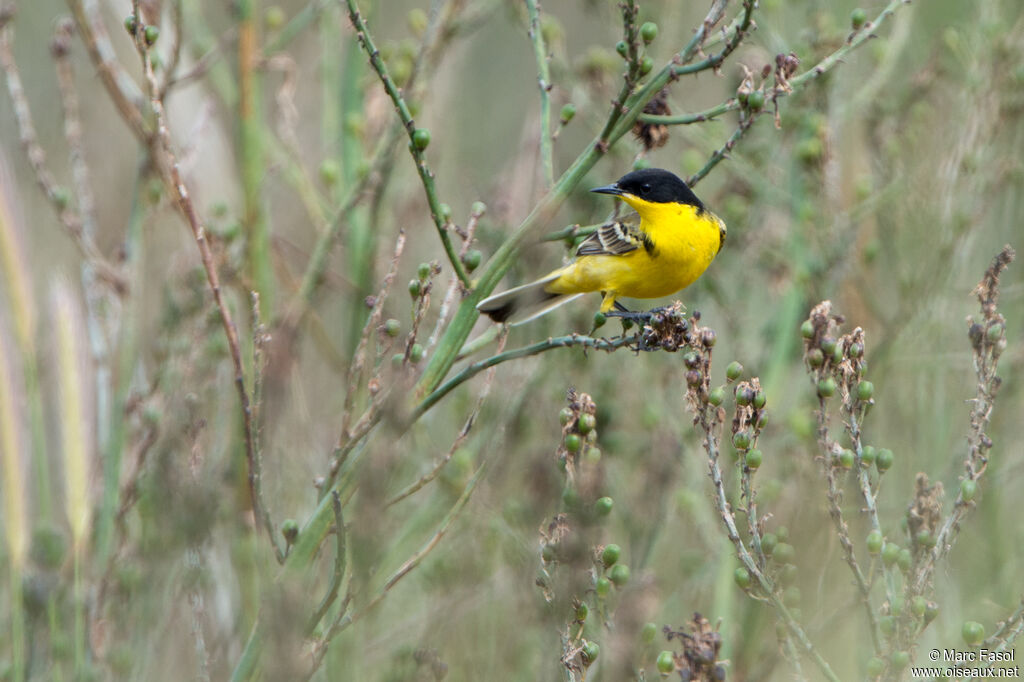 Western Yellow Wagtail (feldegg) male adult, identification