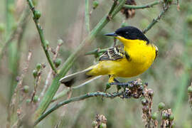 Western Yellow Wagtail (feldegg)