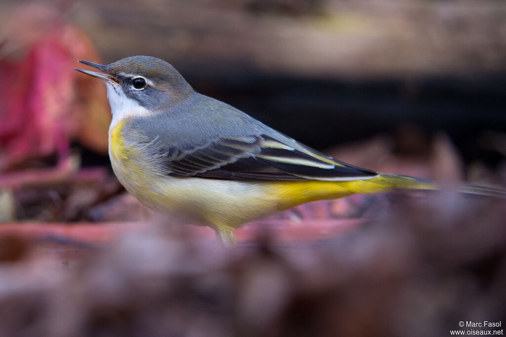 Grey Wagtailadult post breeding