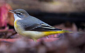 Grey Wagtail