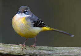 Grey Wagtail