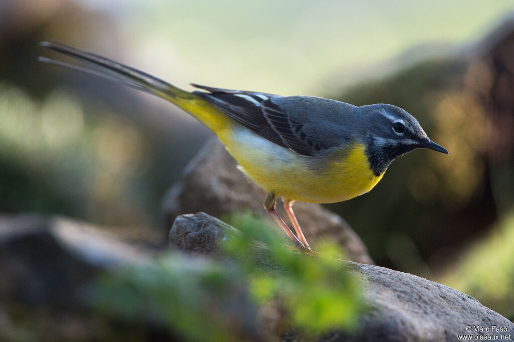 Grey Wagtail male adult, identification