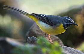 Grey Wagtail