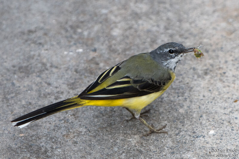 Grey Wagtail male adult transition, moulting, feeding habits, eats