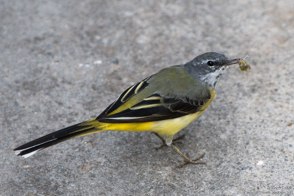 Grey Wagtail male adult transition, moulting, feeding habits, eats