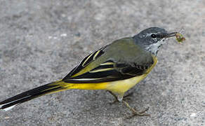 Grey Wagtail