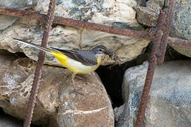 Grey Wagtail