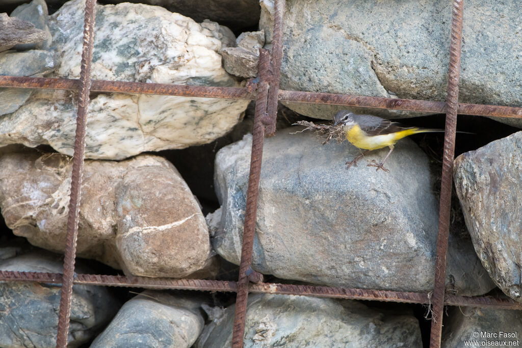 Grey Wagtail female adult, identification, Reproduction-nesting