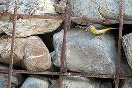 Grey Wagtail