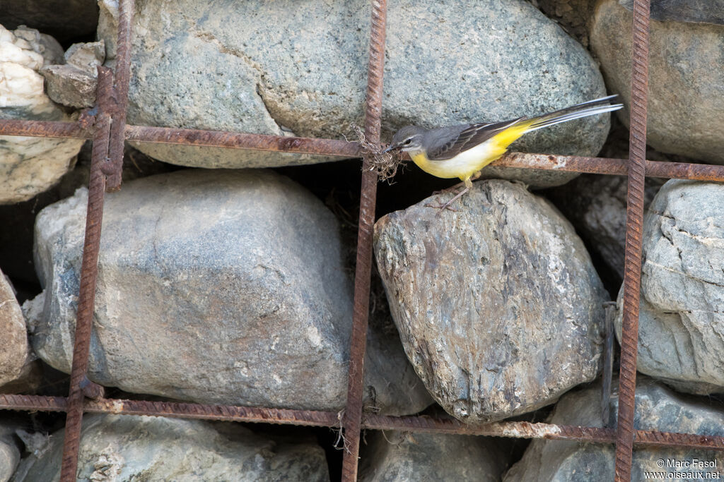 Grey Wagtail female adult, Reproduction-nesting