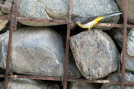 Grey Wagtail