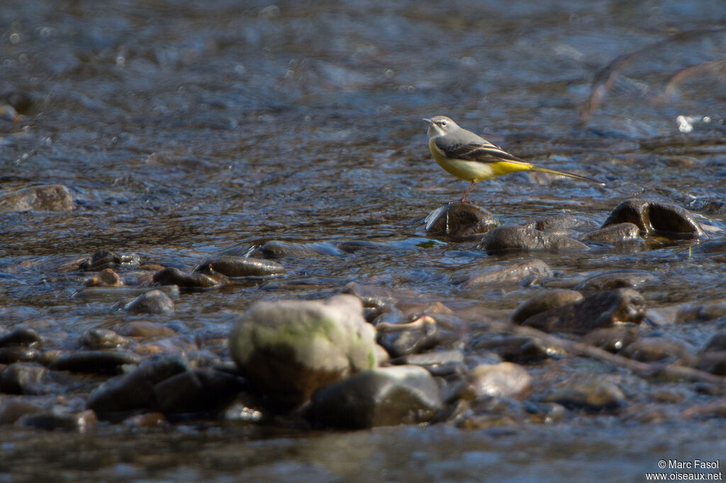 Grey Wagtail female adult, identification