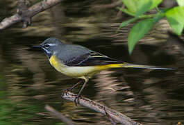 Grey Wagtail