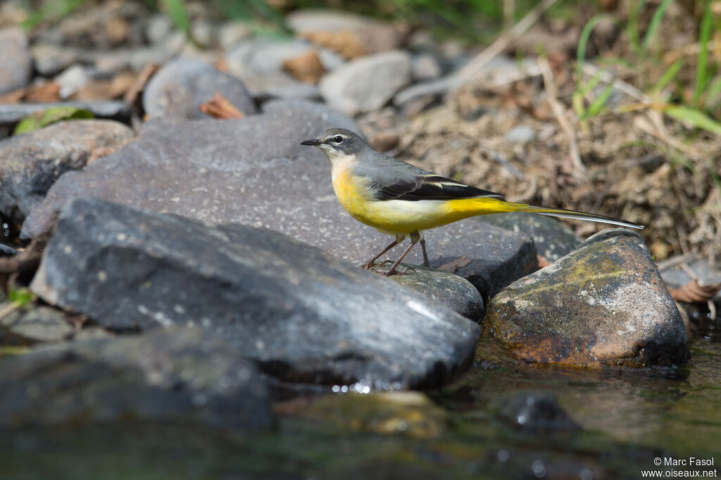 Grey Wagtailadult post breeding, identification