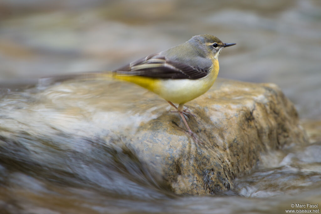 Grey Wagtail female adult breeding, identification