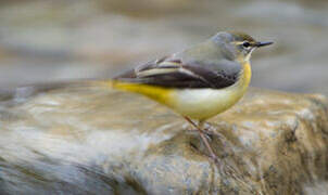 Grey Wagtail