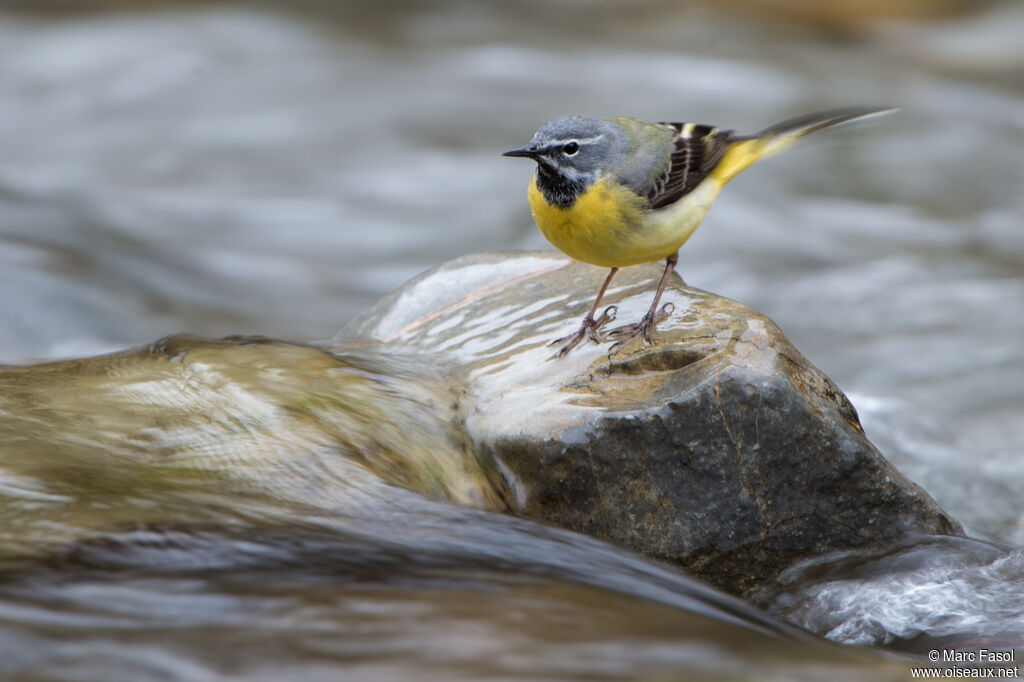 Grey Wagtail male adult transition, identification