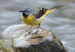 Grey Wagtail