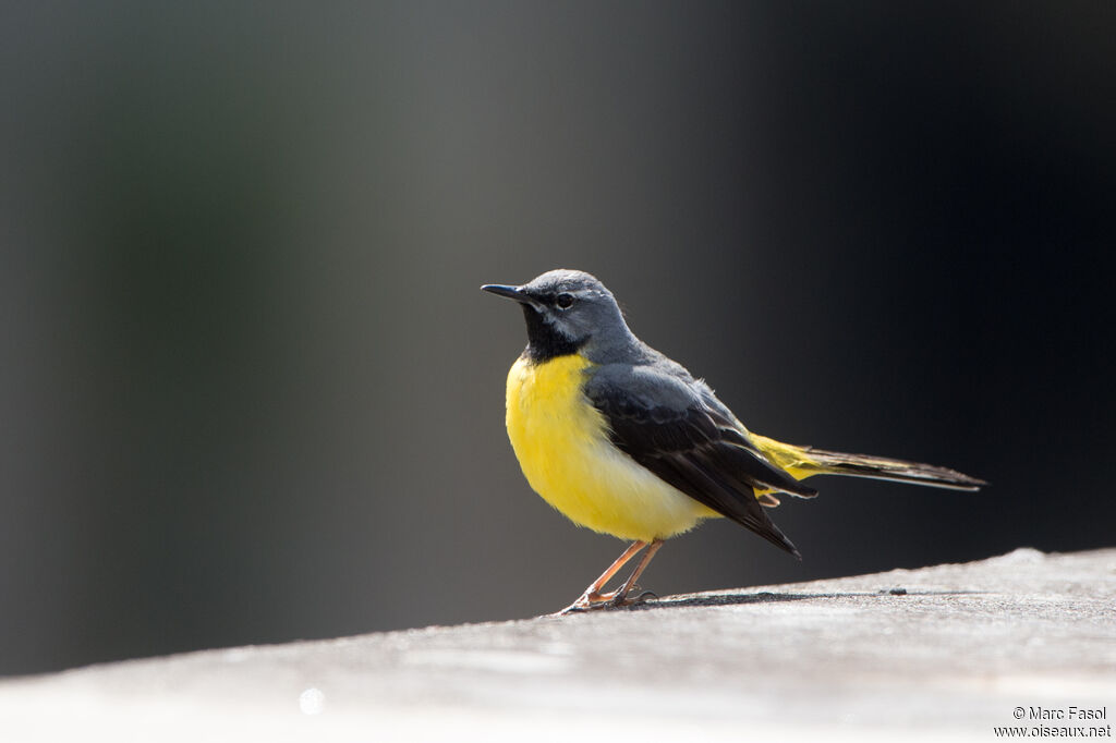 Bergeronnette des ruisseaux mâle adulte, identification, chant