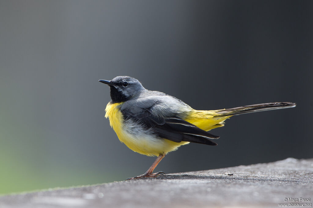 Grey Wagtail male adult breeding, identification, song