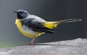 Grey Wagtail